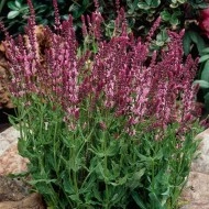 Salvia Nemorosa Rose Queen - Img 4