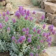 Salvia Pachyphylla - Img 3