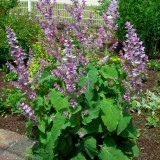 Salvia sclarea-Serlai - Img 2