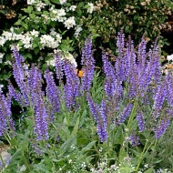 Salvia Transilvanica - Img 4