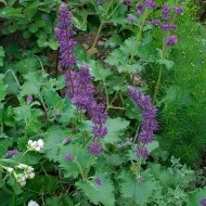 Salvia Verticillata Purple Rain - Img 5