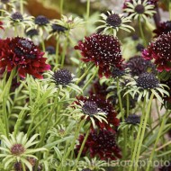 Scabiosa atropurpurea mix