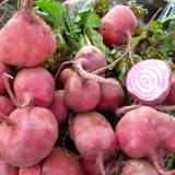 Sfecla Chioggia - Img 3