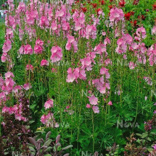 Sidalcea Malviflora Rosanna