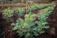 Siminichia-Cassia angustifolia