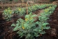 Siminichia-Cassia angustifolia - Img 2
