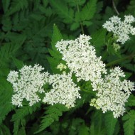 Smirna-Myrrhis odorata