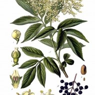 Soc-Sambucus nigra - Img 6