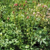 Sorbestrea-Sanguisorba minor