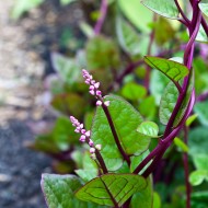 Spanac Malabar-Basella rubra