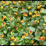 ﻿Spilanthes Acmella