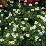 Spilcuta-Tanacetum parthenium - Img 4