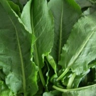 Stevia-Rumex patientia - Img 1
