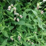 ﻿Stridolo-Silene vulgaris