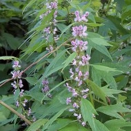 Talpa gastei-Leonurus cardiaca