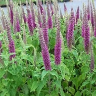 Teucrium hyrcanicum Purple Tails
