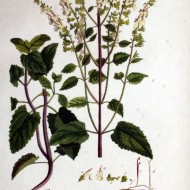 Teucrium scorodonia-Wood Sage