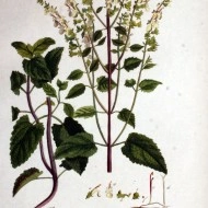Teucrium scorodonia-Wood Sage - Img 2