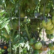 Tomate Cherokee Purple - Img 2