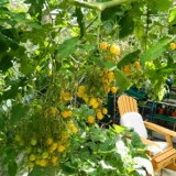 Tomate cherry galbene ILDI