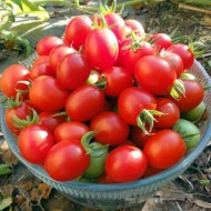Tomate cherry Grapoli d'Inverno