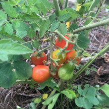 Tomate cherry Red Fig