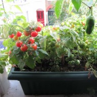 Tomate cherry Tiny Tim
