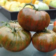 Tomate Chocolate Stripes