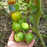 Tomate Green Zebra