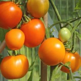 Tomate orange Zloty Ozarowski