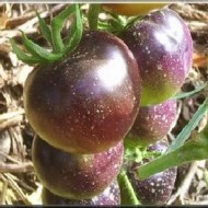 Tomate OSU blue