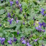 Toporas-Viola Odorata - Img 2