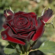 Trandafir Black Baccara