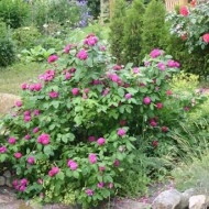 Trandafir de dulceata Rose de Rescht - Img 7