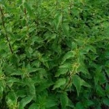 Urzica-Urtica dioica - Img 4