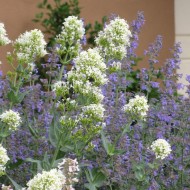 Valeriana alba-Centranthus ruber