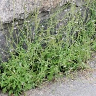 Verbena Officinalis - Img 4