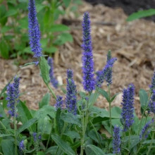 Veronica Porphyriana - Img 3