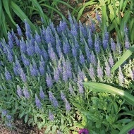 Veronica Spicata blue - Img 4