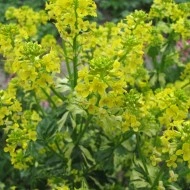 Winter Cress-Barbarea Vulgaris Variegata - Img 4