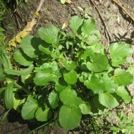 Winter Cress-Barbarea Vulgaris - Img 2