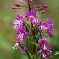 Zburatoarea-Epilobium angustifolium
