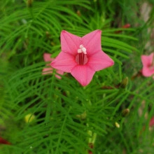 Zorele-Ipomoea Cardianal Climber Pink - Img 3