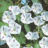 Zorele-Ipomoea Milky Way