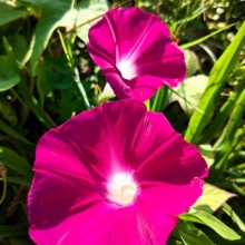 Zorele-Ipomoea Scarlet O'Hara