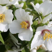  Iasomie Philadelphus Belle Etoile - Img 2