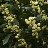 Acacia melanoxylon - Img 5