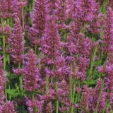 Agastache Arcado Pink - Img 4