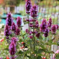 Agastache Pallida X Rugosa Globetrotter - Img 2