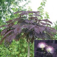 Albizia Julibrissin Summer Chocolate
